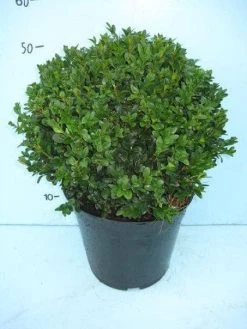 Buxusbol (Buxus Sempervirens, Bolvorm) 25 Buxusbol (Buxus Sempervirens, Bolvorm) -Groene Wereld 20101207115632 20 1