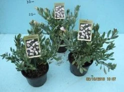 Zilverwinde (Convolvulus Cneorum ) -Groene Wereld 20101207115958 2