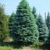 Edelspar (Abies Procera (nobilis) 'Glauca') -Groene Wereld 20101207142910 9