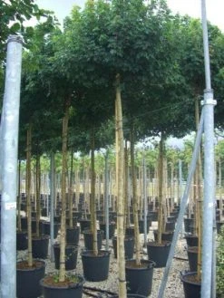 Bolesdoorn (Acer Campestre 'Nanum') -Groene Wereld 20101207144224 13