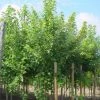 Esdoorn (Acer Freemanii 'Autumn Blaze') -Groene Wereld 20101207144627 15