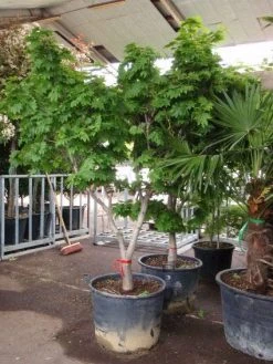 Japanse Esdoorn (Acer Japonicum 'Vitifolium') -Groene Wereld 20101207145443 7