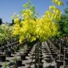 Vederesdoorn Als Boom (Acer Negundo 'Kelly's Gold') -Groene Wereld 20101207152552 2