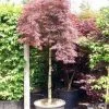 Japanse Esdoorn Als Boom (Acer Palmatum 'Inabe-shidare') -Groene Wereld 20101207164028 4