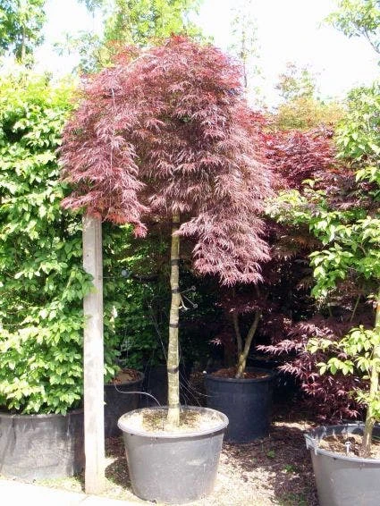 Japanse Esdoorn Als Boom (Acer Palmatum 'Inabe-shidare') 3 Japanse Esdoorn Als Boom (Acer Palmatum 'Inabe-shidare')