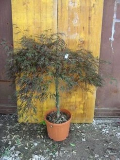 Japanse Esdoorn (Acer Palmatum 'Ornatum') -Groene Wereld 20101207164407 11