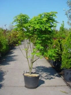 Japanse Esdoorn (Acer Palmatum 'Osakazuki') -Groene Wereld 20101207164946 9