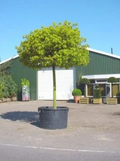 Bolesdoorn (Acer Platanoides 'Globosum') -Groene Wereld 20101207173811 22