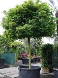 Bolesdoorn (Acer Platanoides 'Globosum') -Groene Wereld 20101207173839 22