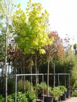Noorse Esdoorn (Acer Platanoides 'Princeton Gold') -Groene Wereld 20101207175334 6