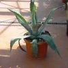 Agave (Agave Americana) -Groene Wereld 20101209105517 3