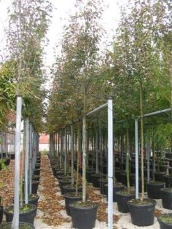 Krentenboom (Amelanchier Arborea 'Robin Hill') 13 Krentenboom (Amelanchier Arborea 'Robin Hill') -Groene Wereld 20101209111140 10