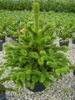 Apeboom (Araucaria Araucana) 28 Apeboom (Araucaria Araucana) -Groene Wereld 20101209111447 17