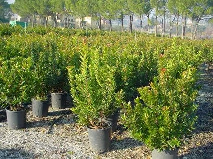 Aardbeiboom Als Struik (Arbutus Unedo) 6 Aardbeiboom Als Struik (Arbutus Unedo) - Afbeelding 4