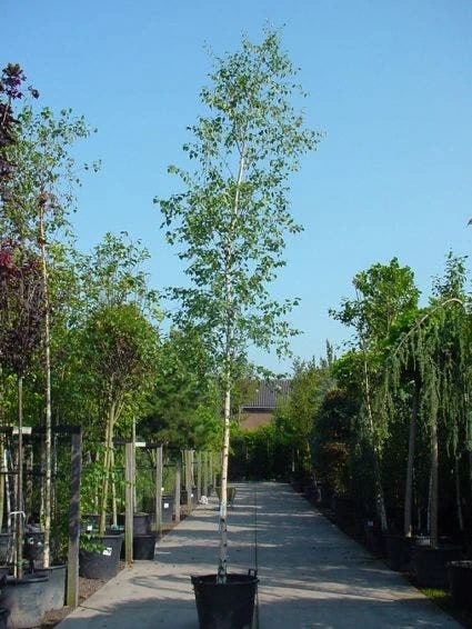 Chinese Berk (Betula Albosinensis) 3 Chinese Berk (Betula Albosinensis)