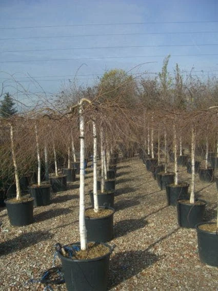 Prieelberk (Betula Pendula 'Youngii') 6 Prieelberk (Betula Pendula 'Youngii') - Afbeelding 4