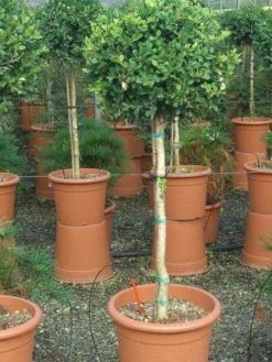 Buxus Op Stam (Buxus Sempervirens 'Rotundifolia')