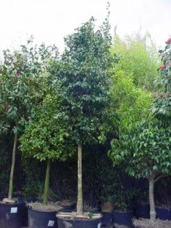 Camelia Als Boom (Camellia Japonica) 5 Camelia Als Boom (Camellia Japonica) -Groene Wereld 20101209152842 4 1