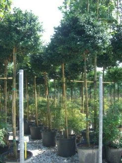 Camelia Als Boom (Camellia Sasanqua)