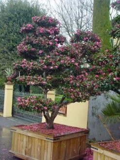 Camelia Als Bonsai (Camellia Sasanqua) -Groene Wereld 20101209155313 2