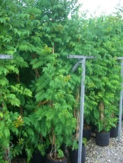 Trompetbloem (Campsis Tagliabuana 'Mme Galen') -Groene Wereld 20101209155845 9