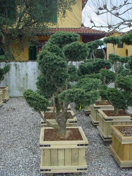 Libanonceder Als Bonsai (Cedrus Libani) 5 Libanonceder Als Bonsai (Cedrus Libani) - Afbeelding 3