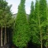 Zuilhaagbeuk (Carpinus Betulus 'Frans Fontaine') -Groene Wereld 20101210141344 9