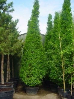 Zuilhaagbeuk (Carpinus Betulus 'Frans Fontaine')