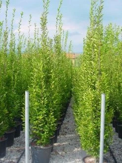 Haagbeuk Als Boom (Carpinus Betulus 'Fastigiata') -Groene Wereld 20101210144257 25 1