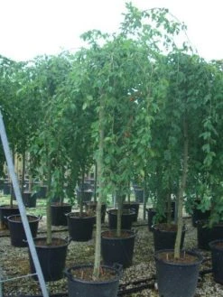 Treurhaagbeuk (Carpinus Betulus 'Pendula') -Groene Wereld 20101210144459 3