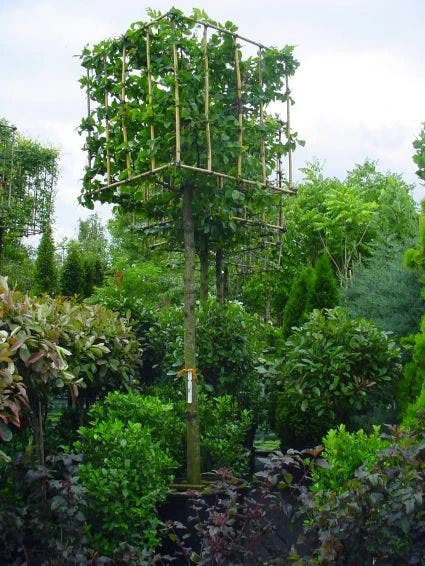 Haagbeuk In Kubusvorm (Carpinus Betulus) 4 Haagbeuk In Kubusvorm (Carpinus Betulus) - Afbeelding 2