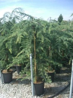 Treurceder (Cedrus Deodara 'Pendula') -Groene Wereld 20101212154242 13 2