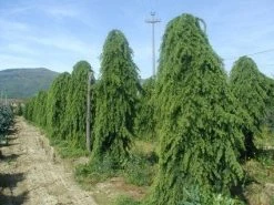Treurceder (Cedrus Deodara 'Pendula') -Groene Wereld 20101212154305 13 1