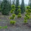 Schijncypres Als Bonsai (Chamaecyparis Lawsoniana 'Ivonne') -Groene Wereld 20101212172537 1 1