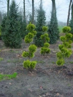 Schijncypres Als Bonsai (Chamaecyparis Lawsoniana 'Ivonne')