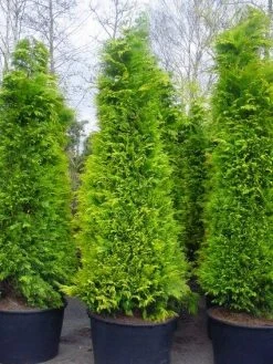 Gele Haagconifeer (Chamaecyparis Lawsoniana 'Stardust') -Groene Wereld 20101212172706 7