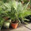 Dwergpalm (Chamaerops Humilis) -Groene Wereld 20101213085751 8