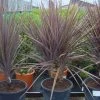 Cordyline (Cordyline Australis 'Atropurpurea') 1 Cordyline (Cordyline Australis 'Atropurpurea') -Groene Wereld 20101213093508 8 1