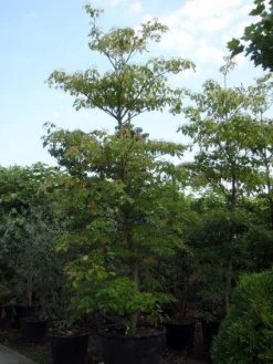 Reuzenkornoelje (Cornus Controversa) 9 Reuzenkornoelje (Cornus Controversa) -Groene Wereld 20101213094526 11