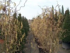 Kronkelhazelaar (Corylus Avellana 'Contorta') -Groene Wereld 20101213100310 35 7