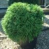 Sikkelden (Cryptomeria Japonica 'Globosa Nana') -Groene Wereld 20101213102113 8