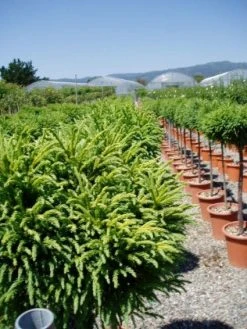 Sikkelden Op Stam (Cryptomeria Japonica 'Globosa Nana') -Groene Wereld 20101213102352 1