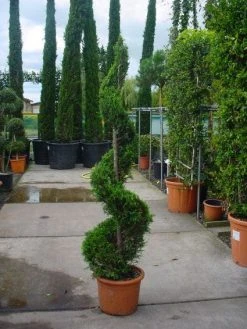 Leylandcipres Als Spiraal (Cupressocyparis Leylandii 'Castlewellan Gold' ) 10 Leylandcipres Als Spiraal (Cupressocyparis Leylandii 'Castlewellan Gold' ) -Groene Wereld 20101213111139 9