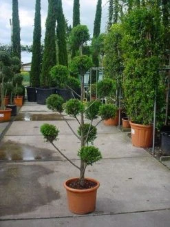 Cupressocyparis Als Bonsai (Cupressocyparis Leylandii 'Castlewellan Gold' ) -Groene Wereld 20101213113337 7 1