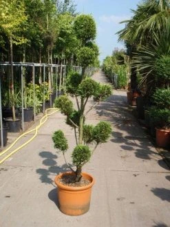 Cupressocyparis Als Bonsai (Cupressocyparis Leylandii 'Castlewellan Gold' )