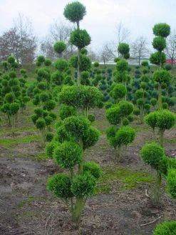 Cupressocyparis Als Bonsai (Cupressocyparis Leylandii 'Gold Rider') -Groene Wereld 20101213115003 2