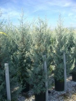 Cipres (Cupressus Arizonica 'Glauca') -Groene Wereld 20101213122927 13