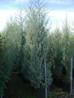 Cipres (Cupressus Arizonica 'Glauca') -Groene Wereld 20101213122945 13