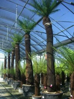 Grote Boomvaren (Dicksonia Antarctica) -Groene Wereld 20101213133314 11 1