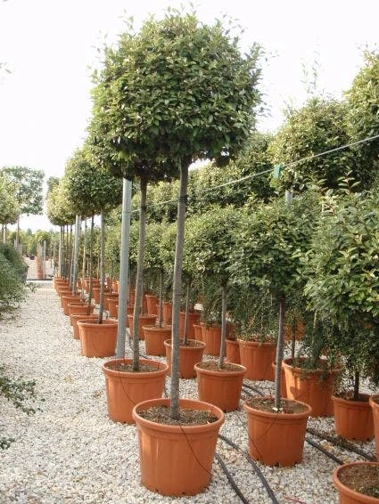 Olijfwilg Als Boom (Elaeagnus Ebbingei) 4 Olijfwilg Als Boom (Elaeagnus Ebbingei) - Afbeelding 2